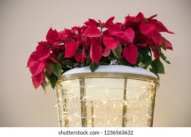 Beautiful Poinsetta With Lights