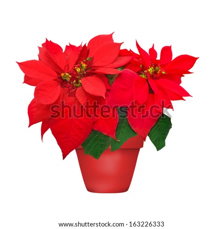 beautiful poinsettia in flowerpot. red christmas flower on white background 