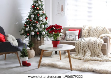 Beautiful poinsettia and gift box on white table in stylish living room interior. Traditional Christmas flower