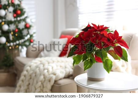 Beautiful poinsettia on white table indoors, space for text. Traditional Christmas flower