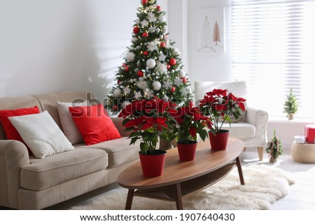 Beautiful poinsettia on wooden table in living room. Traditional Christmas flowers