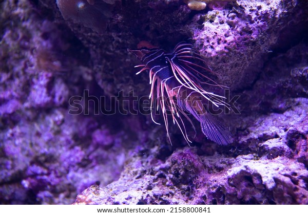 Beautiful poisonous fish\
Pterois volitans, a species of ray-finned fish of the scorpion\
family, blue tones.