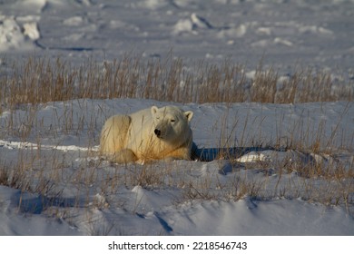 51 Polar Bear Lying In The Grass Images, Stock Photos & Vectors |  Shutterstock