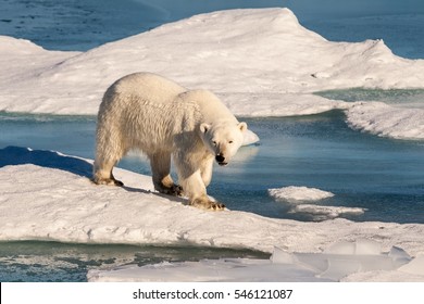 Beautiful Polar Bear On Arctic Sea Ice