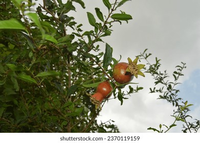 Beautiful pomegranates on the plant in the garden - Shutterstock ID 2370119159