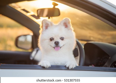 Beautiful Pomeranian Dog. Cute Dog In Car. Sunset