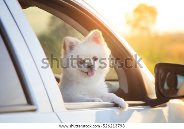 Beautiful\
pomeranian dog. Cute dog in car.\
Sunset