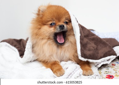 A beautiful pomeranian dog waking up and yawning from under the blankets