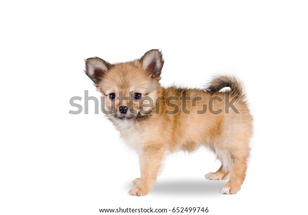 Droll Pomeranian Mix Chihuahua Puppy l2sanpiero
