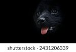 Beautiful Pomerian Mix black dog face in dark place