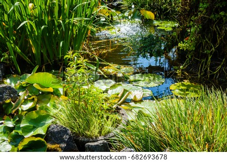 Beautiful Pond with green plants and a blooming water lily with water from a fountain splashing into the pond.