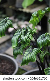 Beautiful Pond Plant, Colocasia Pharaoh Mask