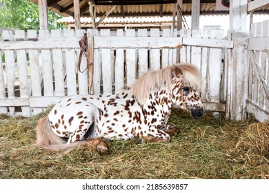 Beautiful pony horse coat marked with brown spots laying down in barn and resting, selective focus