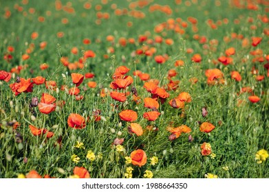 Beautiful poppies on the green bank of a sloping field in the English countryside in high summer