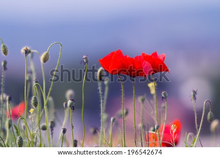 Similar – Mohn, Bienenweide und eine Hummel