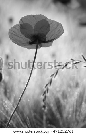 Similar – Poppy blossom from a frog’s perspective