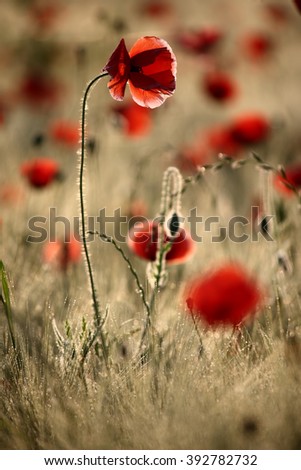 Foto Bild mohnblumenzauber Farbfoto