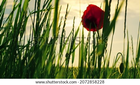 Similar – Image, Stock Photo poppy blossom Environment