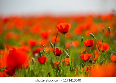 Beautiful Poppy Field