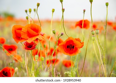 Beautiful poppy field with blooming red flowers, spring blooming background