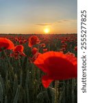 Beautiful poppy field at sunset