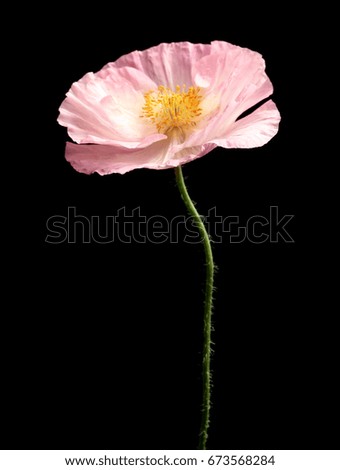 Similar – Image, Stock Photo poppy seed