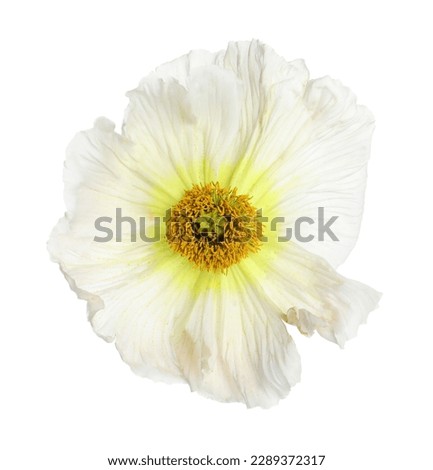 Beautiful poppy flower with tender petals isolated on white