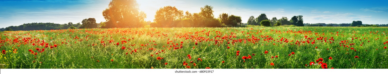 Beautiful poppy flowers on the field at sunset
