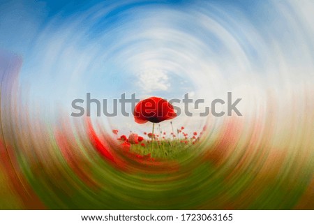 Similar – Image, Stock Photo Tuesday poppy, orange and red