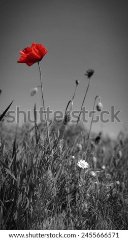 Similar – Foto Bild mohnblumenzauber Farbfoto