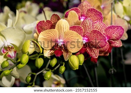the beautiful and popular flower in the world! Orchids are a type of epiphytic plant, which grows on soil and rocks. Here, we present some of the amazing types of orchids you can grow in your home