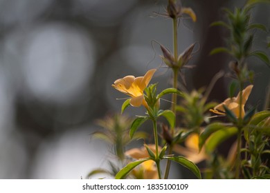 Beautiful Porcupine Flower, Tropical Flower 