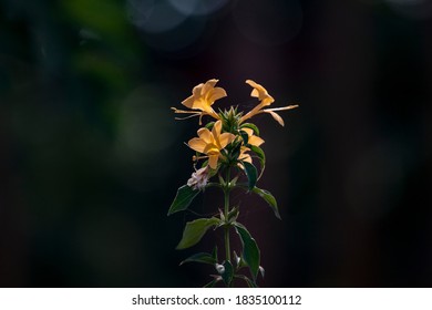 Beautiful Porcupine Flower, Tropical Flower 