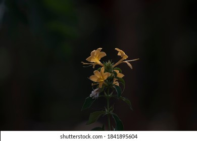 Beautiful Porcupine Flower, Tropical Flower 