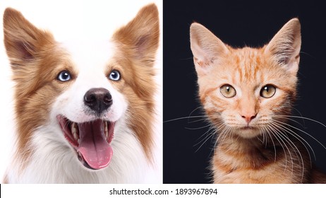 Schönes Porträt von verliebten Haustieren
