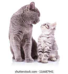 Beautiful Portrait Of An Adult English Cat And A Kitten Looking Deep Into Eachother's Eyes With Obvious Love Between Them, Sitting On A White Background