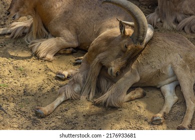Beautiful portrait of Alpine ibex male (Capra ibex). Sleeping animal, relaxing abstract portrait of Ibex head and horns, south African safari, zoo
