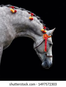 Beautiful portrait of an Andalusian horse on black background  