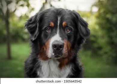 beautiful portrait of bernese mountain dog looking in the camera