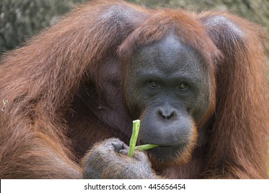 Beautiful Portrait The Bornean Orangutan 