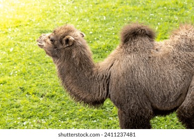 beautiful portrait of a camel in the wild