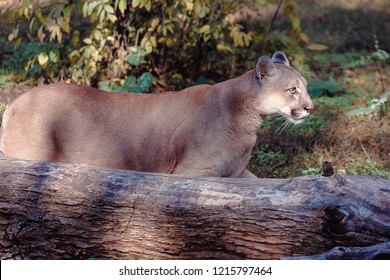 407 Canadian Cougar Images, Stock Photos & Vectors | Shutterstock