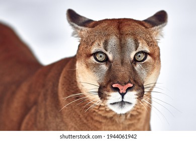 Beautiful Portrait of a Canadian Cougar. mountain lion, puma, panther, Winter scene in the woods. wildlife America.