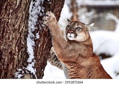 Beautiful Portrait of a Canadian Cougar. mountain lion, puma, cougar behind a tree. panther, Winter scene in the woods. wildlife America