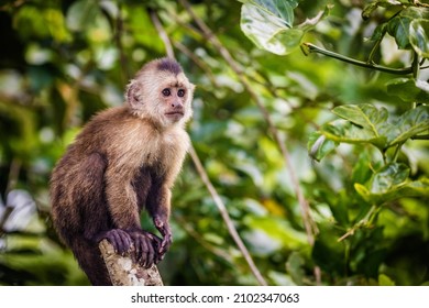 Beautiful portrait of capuchin wild monkey sitting on tree in jungle