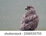 Beautiful portrait of Common buzzard (Buteo Buteo) in rain. The stern look. Bird of prey looking for prey. Rainy weather with predator. Amazing european wildlife scene in winter. Carnivorous animal.