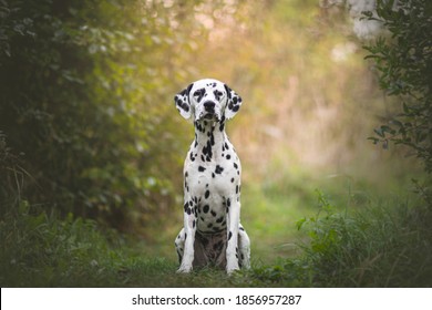 Beautiful portrait Dalmatian dog in nature