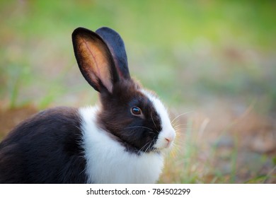 Dutch Rabbit High Res Stock Images Shutterstock