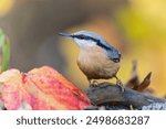 Beautiful portrait of a eurasian nuthatch. Autumn scene with a songbird. Sitta europaea. Wildlife scene from autumn forest.                               