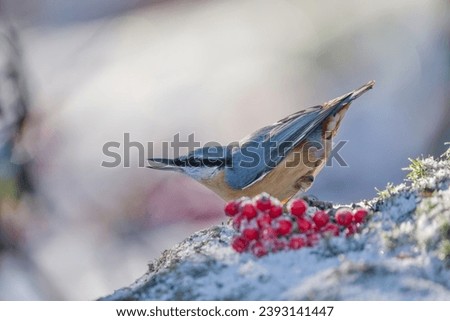 Beautiful portrait of a eurasian nuthatch. Winter scene with a songbird. Sitta europaea. Wildlife scene from autumn